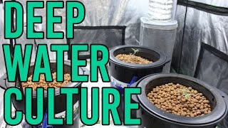 How To Setup a Hydroponic DWC Deep Water Culture System [upl. by Alehs]