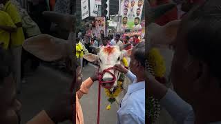 Ongole Gitta Ongole Bull Fir Sadar sadar2024 [upl. by Yromas]