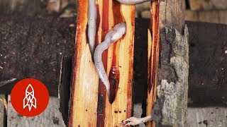 Dare to Eat the Philippines’ Delectable Woodworms [upl. by Ringo]