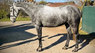 Nassfeld GELDING 2016 [upl. by Wendell]