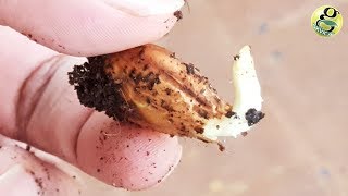 GROW ALMOND TREE FROM ALMOND  EASIEST METHOD  BADAM SEED GERMINATION [upl. by Natan157]