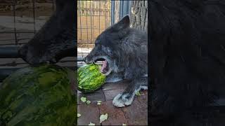 Rescue Dog LOVES Watermelon [upl. by Arissa]