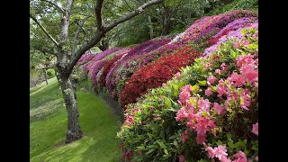 Leura Blue Mountains in Spring [upl. by Yentnuoc354]