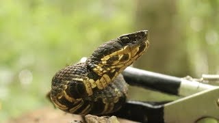 Catching WATER MOCCASINS in the SWAMP [upl. by Season996]