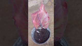 Keladi Thep Na Cha caladium keladi aroids plants garden [upl. by Euk]