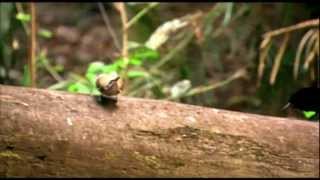 Magnificent Riflebird mating dance [upl. by Enyalb]