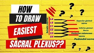 HOW TO DRAW EASIEST LUMBOSACRAL PLEXUS   ANATOMY [upl. by Van892]