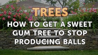 How to Get a Sweet Gum Tree to Stop Producing Balls [upl. by Laen]