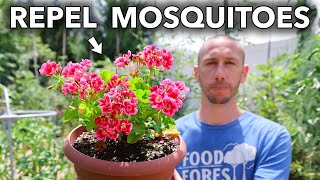 10 Plants That Repel Mosquitoes 🦟🚫 [upl. by Saylor105]