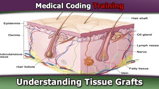 CPT Coding Guide — Understanding Tissue Grafts [upl. by Vano]