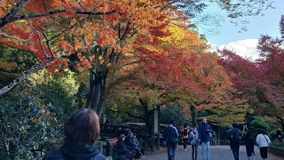 Autumn in Japan Maple leaves MomijiWater Fall Minoh City scape Osaka 🍂 滝Shie0219 [upl. by Assirral886]