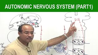 Autonomic Nervous System  Neurology  Neuroanatomy  Part 1🧠 [upl. by Bertrand]