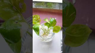 Money plant  grow from cutting trending houseplant indoorgardening viralvideo garden [upl. by Gesner]