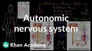 Autonomic nervous system  Organ Systems  MCAT  Khan Academy [upl. by Ralyks]