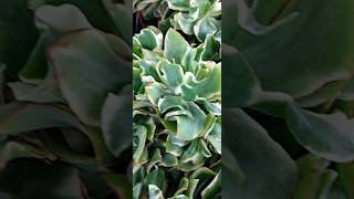 Crassula arborescens Variegata [upl. by Onahpets216]