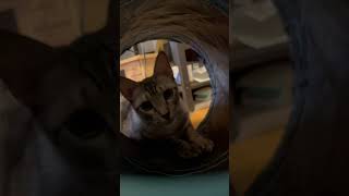 猫トンネルを覗いてみた 猫動画 猫 猫のいる暮らし トンネル [upl. by Clyve274]