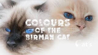 Colors of birman cats [upl. by Justino]