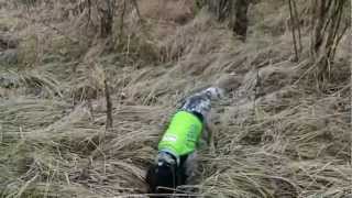 Russian spaniel hunting pheasant [upl. by Ovid863]