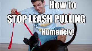 How to Train Your Dog to NOT PULL on the Leash [upl. by Alol]