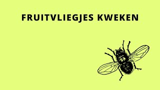 Eenvoudig een fruitvliegjes kweek starten [upl. by Celik]