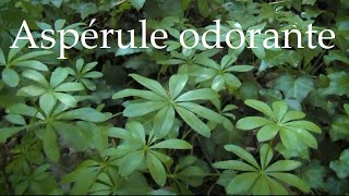 Aspérule odorante plante sauvage au gout de vanille [upl. by Ahsiemak413]