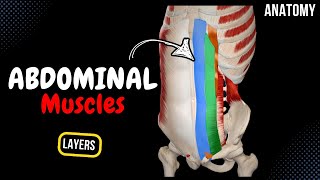 Muscles of the Abdomen Groups Origin Insertion Function [upl. by Woodruff]