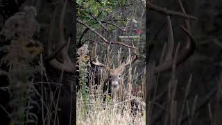 Maine Big Woods Buck in late October deerphotography deer mainedeer bigwoodsbucks teamcanon [upl. by Ecertal]