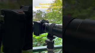 Hasselblad X2D Zeiss 500mm F8 mirror lens [upl. by Salangi]