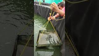 How to give feeds to Biofloc fish  Prawns farming in Biofloc Tank  alekha sahoo biofloc shorts [upl. by Chirlin]