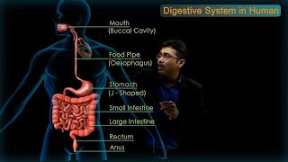 Digestive System in Human  CBSE Class 10 Science Chap  6 Biology  Life Processes  Toppr Study [upl. by Selle340]