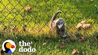 Stray Kitten Chooses Woman As Her New Mother  The Dodo [upl. by Tomas900]