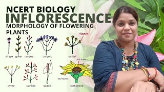 What is inflorescence  Class 11 Biology  Morphology of flowering plants  NCERT [upl. by Auqkinahs]