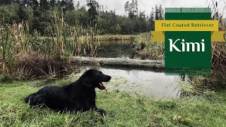 Kimi  Flat Coated Retriever  Our Favourite Weather is Here  2024 [upl. by Obeng]