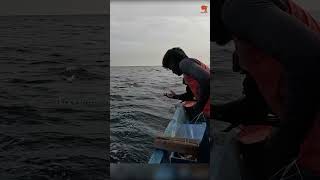 Sea Fish Catching Videos fishing fishingvideo fishingtime [upl. by Baerman]