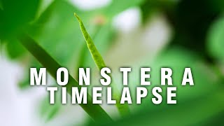 Monstera Deliciosa Time Lapse [upl. by Aiynat130]