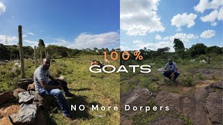 No More Dorper Sheep in our Farm 100 Goats [upl. by Hoye824]