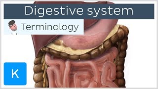 Digestive system  Anatomical terminology for healthcare professionals  Kenhub [upl. by Korten]