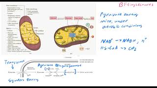 Biochemistry Lecture 23 The Citric Acid Cycle [upl. by Ybok433]