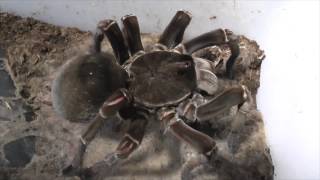 Tarantula feeding video 4 [upl. by Cayser]