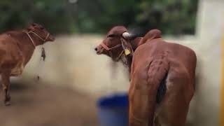 Nurturing Cows Nurturing Culture Inside the Madhav Krishna Foundation Gaushala [upl. by Falda194]