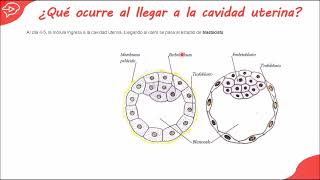 EMBRIOLOGÍA Primera Semana de Desarrollo Embrionario [upl. by Rasaec]