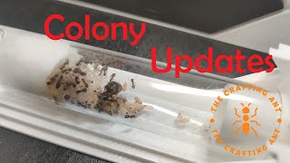 Ant Colony and Setup Update Part 1 [upl. by Olimreh]