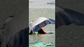 Grey Heron🦩 greatblueheron heron wildbirds nature prey fishing shorts naturelovers viral [upl. by Margarete]