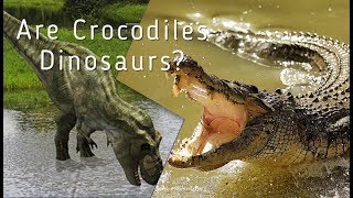 Are Crocodiles Dinosaurs [upl. by Adalie]