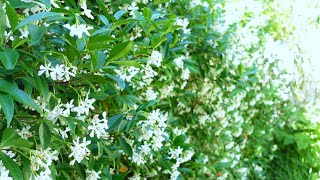 Star Jasmine Trachelospermum jasminoides [upl. by Cynarra899]