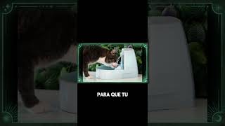 ¿Por qué NO debes darle leche a tu gato [upl. by Cod]