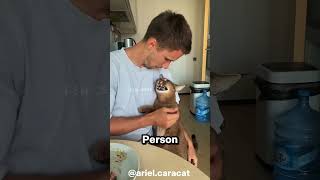 Overly Aggressive Cat Returns to Self When Owner Arrives arielcaracat‬ [upl. by Lenz]