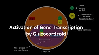 Glucocorticoid mediated gene transcription activation [upl. by Susi]