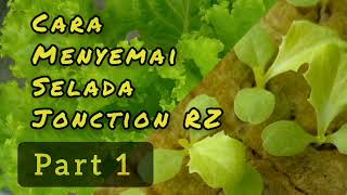 Cara Menyemai Selada Jonction RZ Part 1 [upl. by Firahs234]