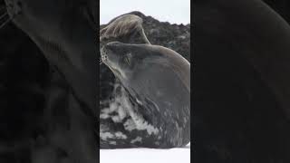 Antarcticas Majestic Weddell Seal Filmed by Steve Thompson [upl. by Rollins173]